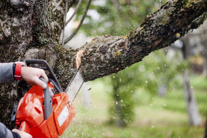 Tree Removal Scarborough